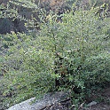 quercus agrifolia
